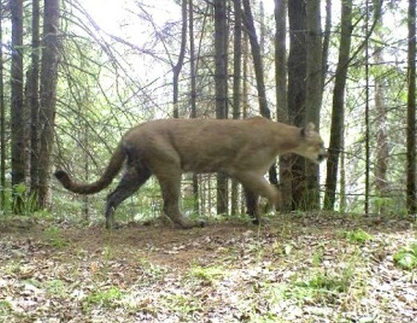 eastern puma in michigan