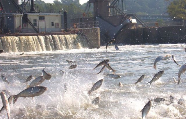 asian_carp_2012.jpg