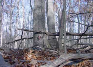 Camouflage Deer