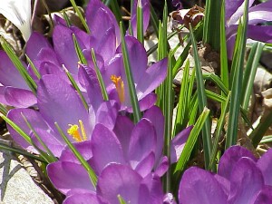 First Crocus of Spring 2002