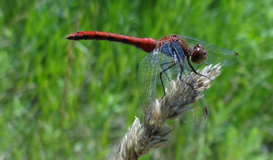 Dragonfly