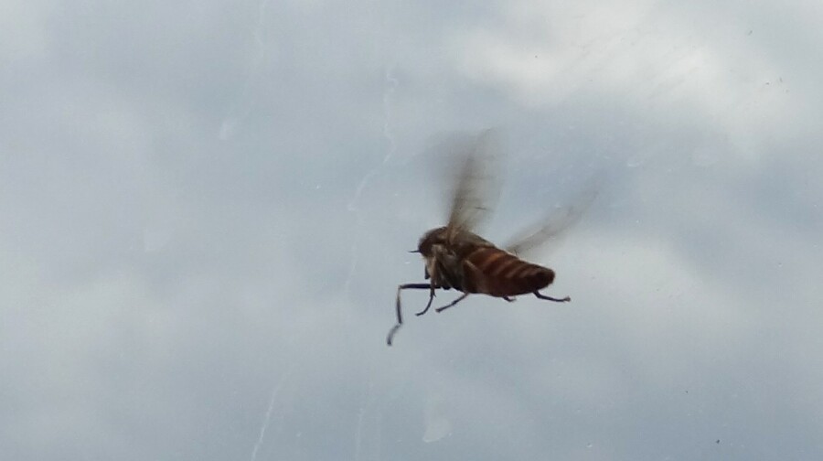 Yipes - Horsefly in the front window of the car.