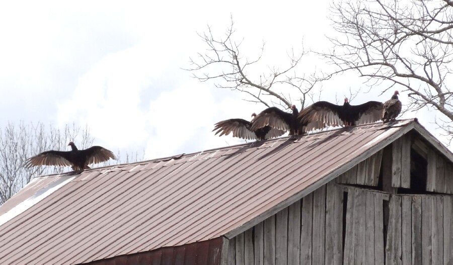 Buzzards Catching Some Sun