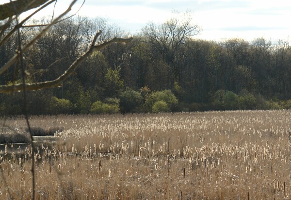 Cattails