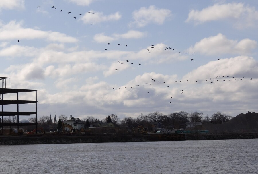 Flocks of Cormorants