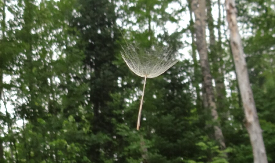 Floating Dandelion