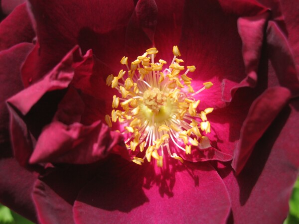 Heart of Rose