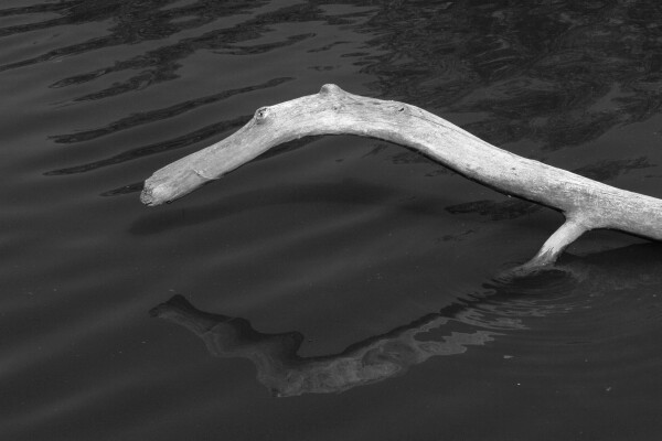 Saginaw River Dragon