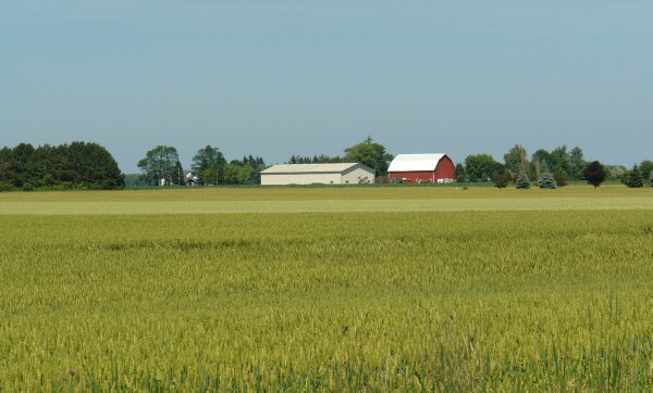 Waves of Grain