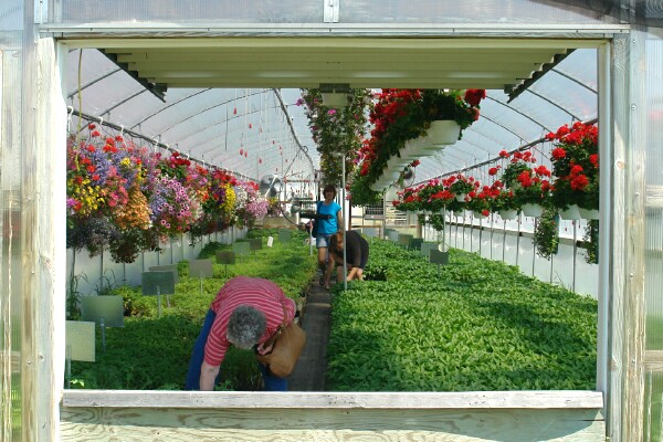 Greenhouse Window