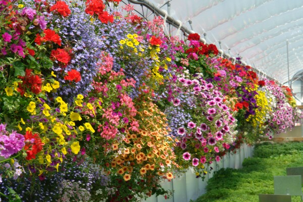 Hanging Baskets