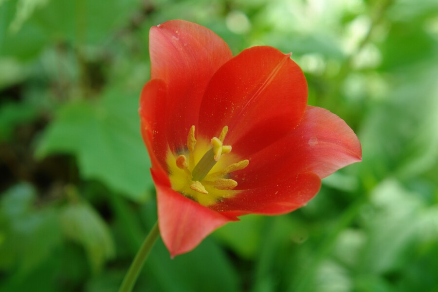 Heart Of The Tulip