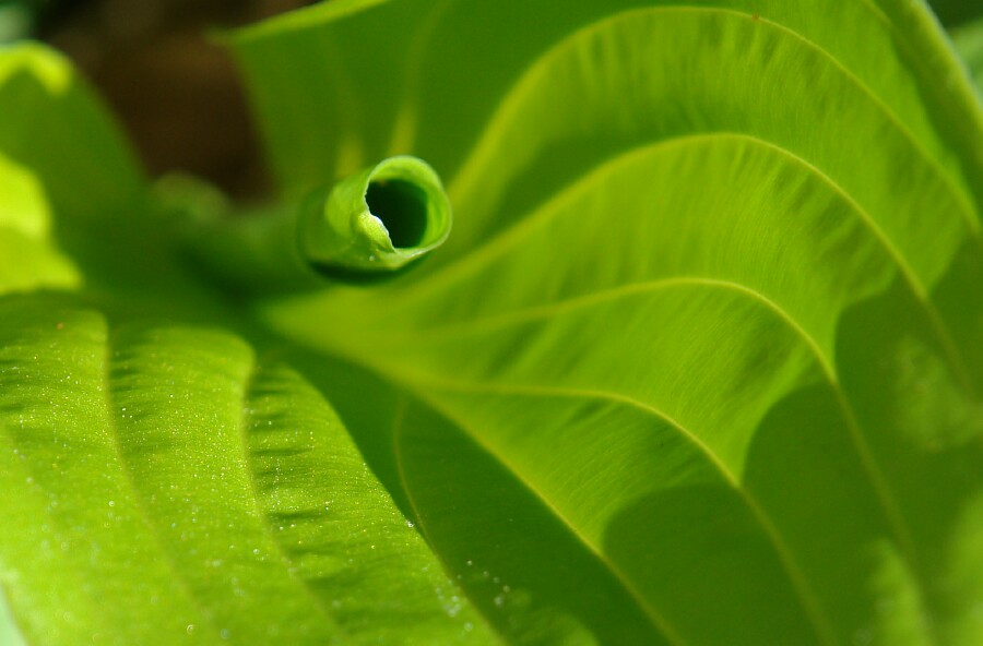 Hosta Coil