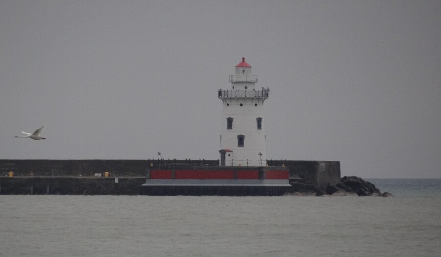 Lighthouse and Swan