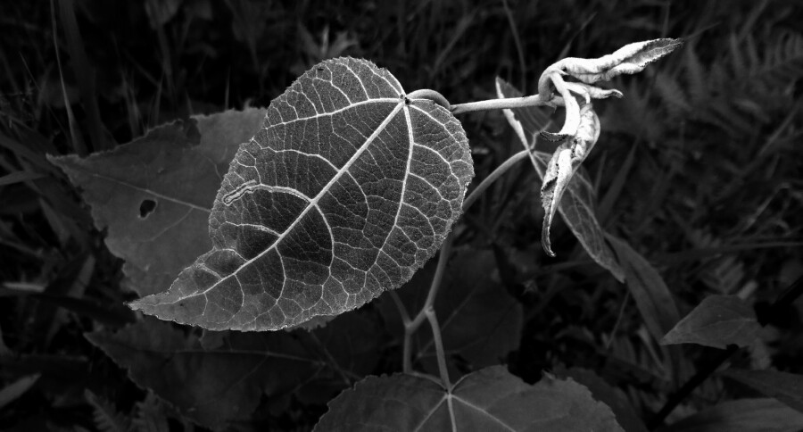 New Leaf