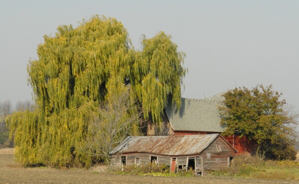 Old Barn and Apple Tree