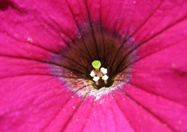 Heart of Petunia