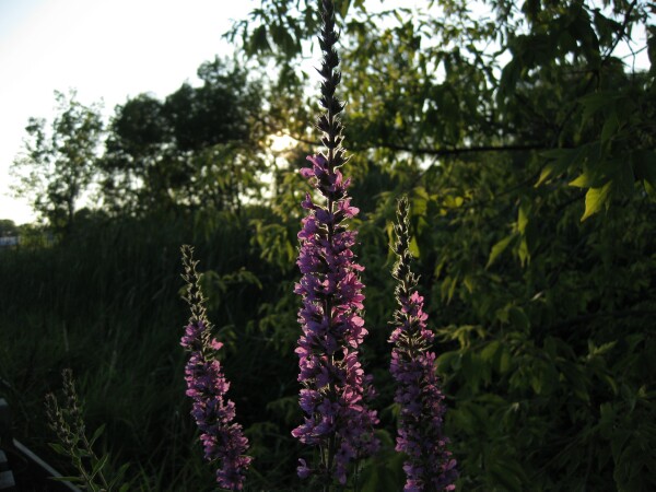 Purple Flowers at Sunset