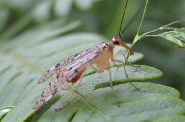 Scorpion Fly