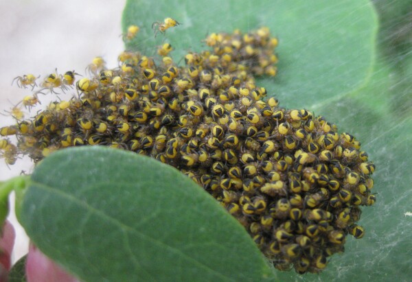 Spider hatch Cluster