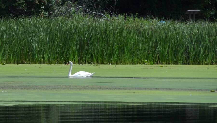 The Swan