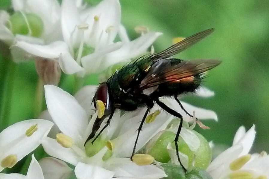 The Fly