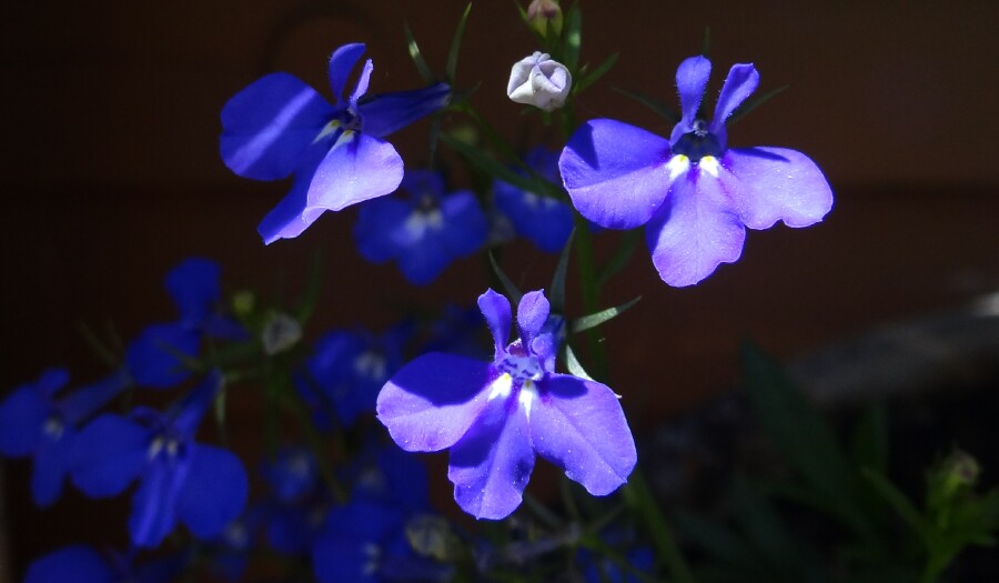 Tiny Blue