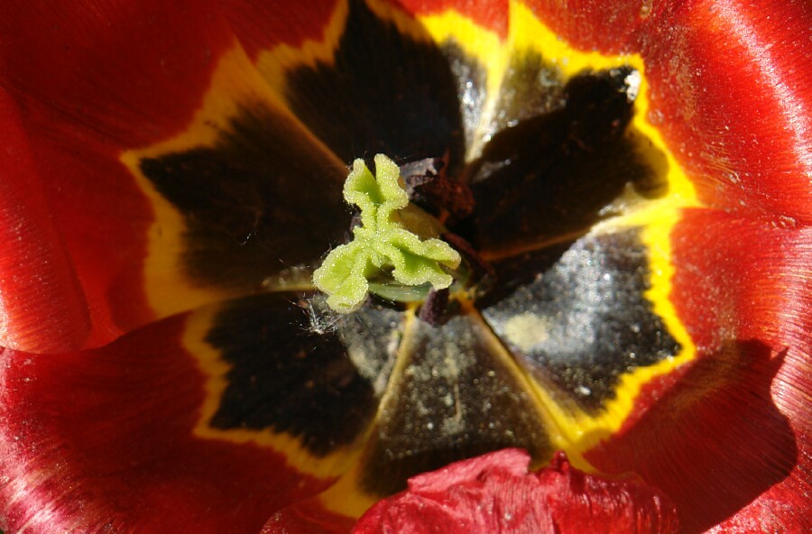 Red and Black Tulip Center