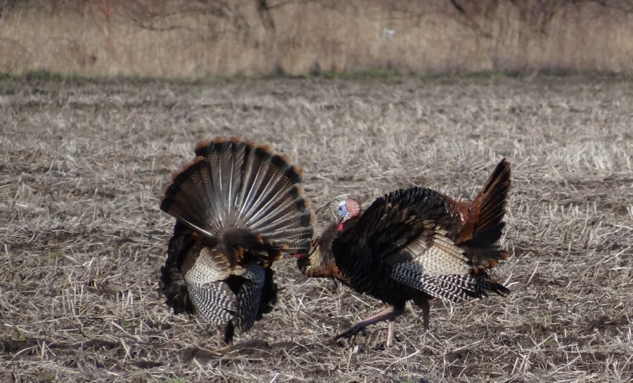 Turkey Trot