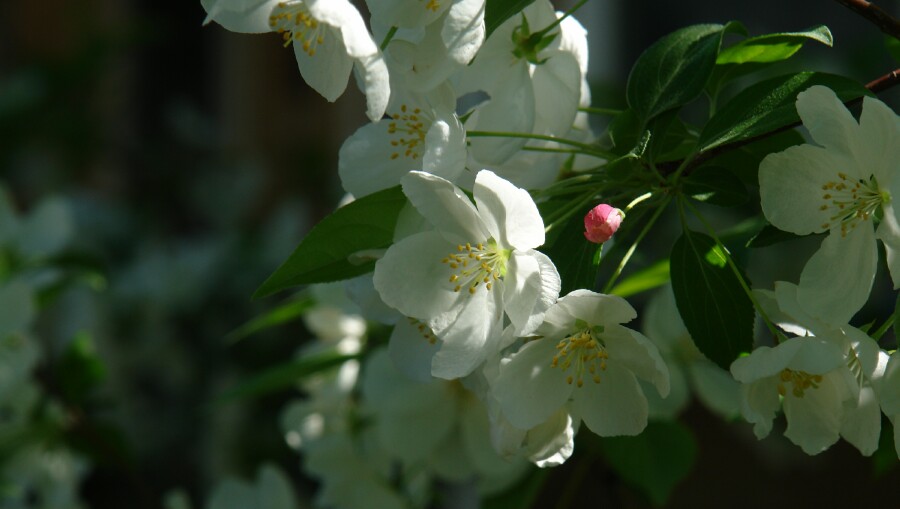 Pink Bud - White Flower