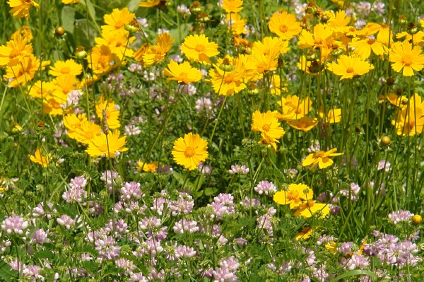 Daisies and Clover
