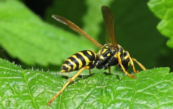 Yellow Jacket 2
