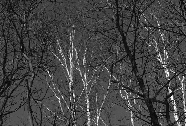 Birches 1