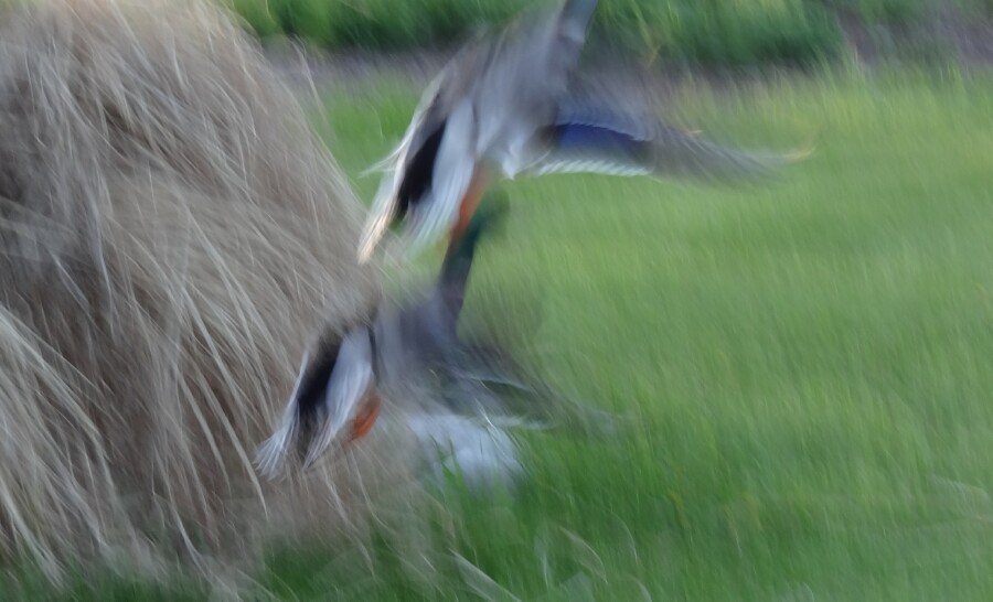 Duck Blur