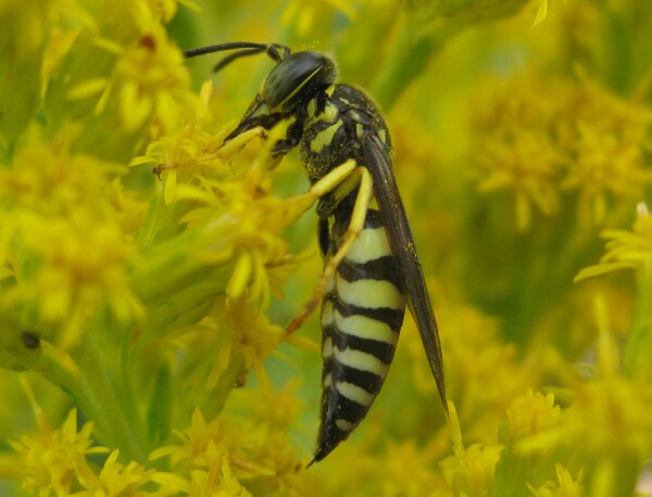 Sand Wasp