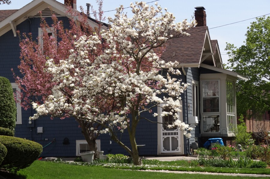 Flowering Trees in Bay City