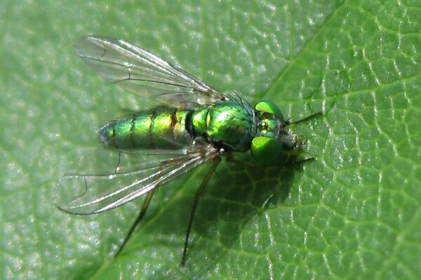 Tiny Green Fly