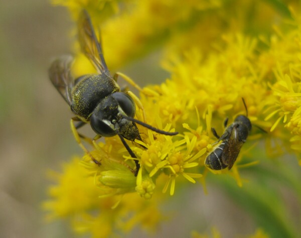 Two Wasps