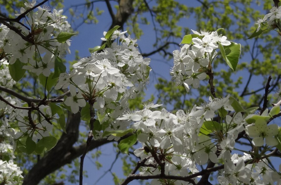 Flowering Trees on Midland Street