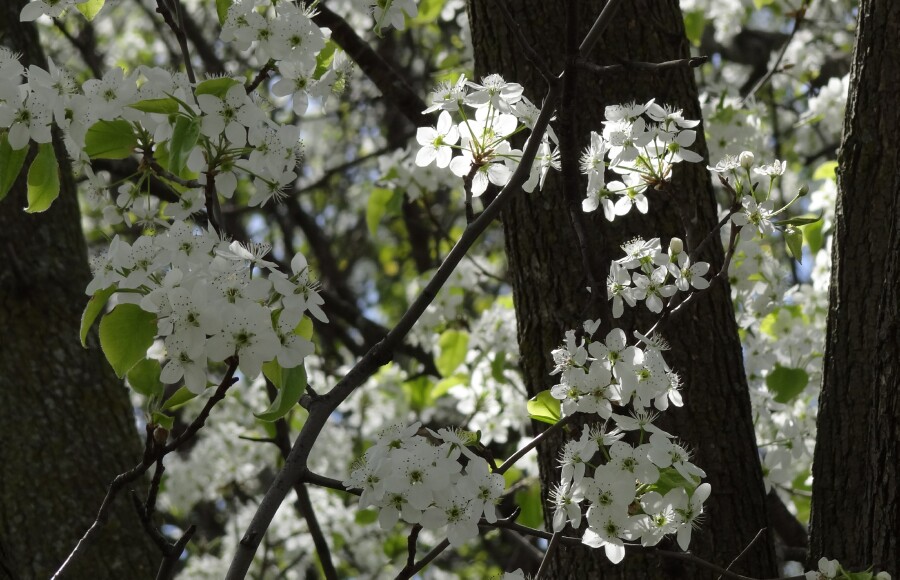 White Flowers