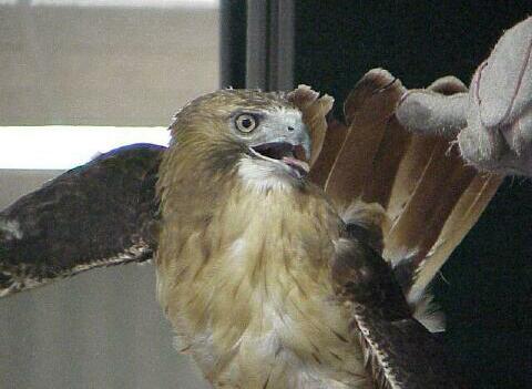 Michigan most common hawk, the Red Tailed