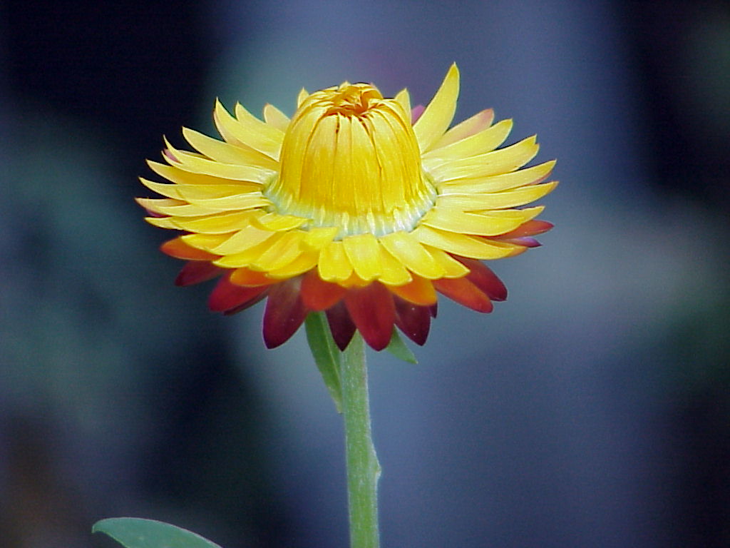 Fall Straw flower
