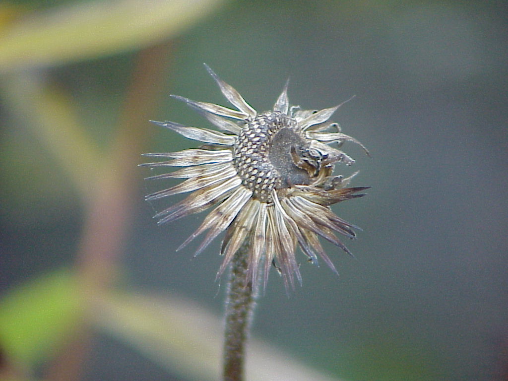 Spent Cone flower