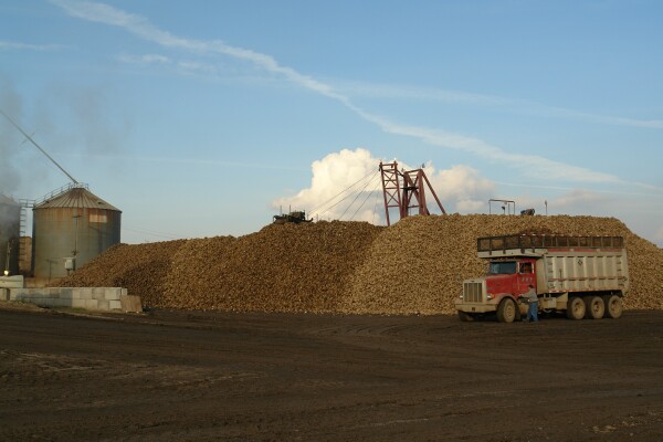 Trucking sugar beets to Sebewaing