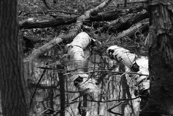 Downed Birch