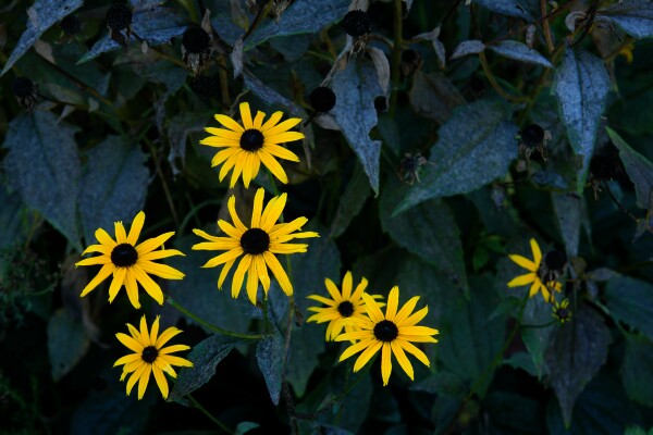 Blackeye Susans