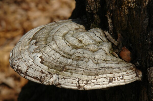 Bracket Fungi in Color