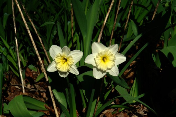 April Daffodils
