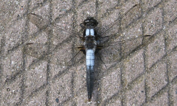 Dragonfly Ladona Julia