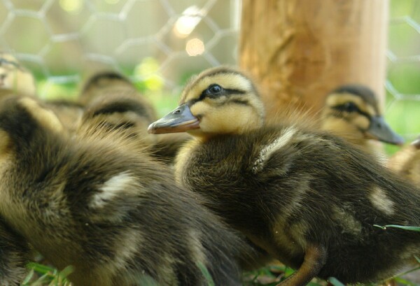 Ducklings in the pen
